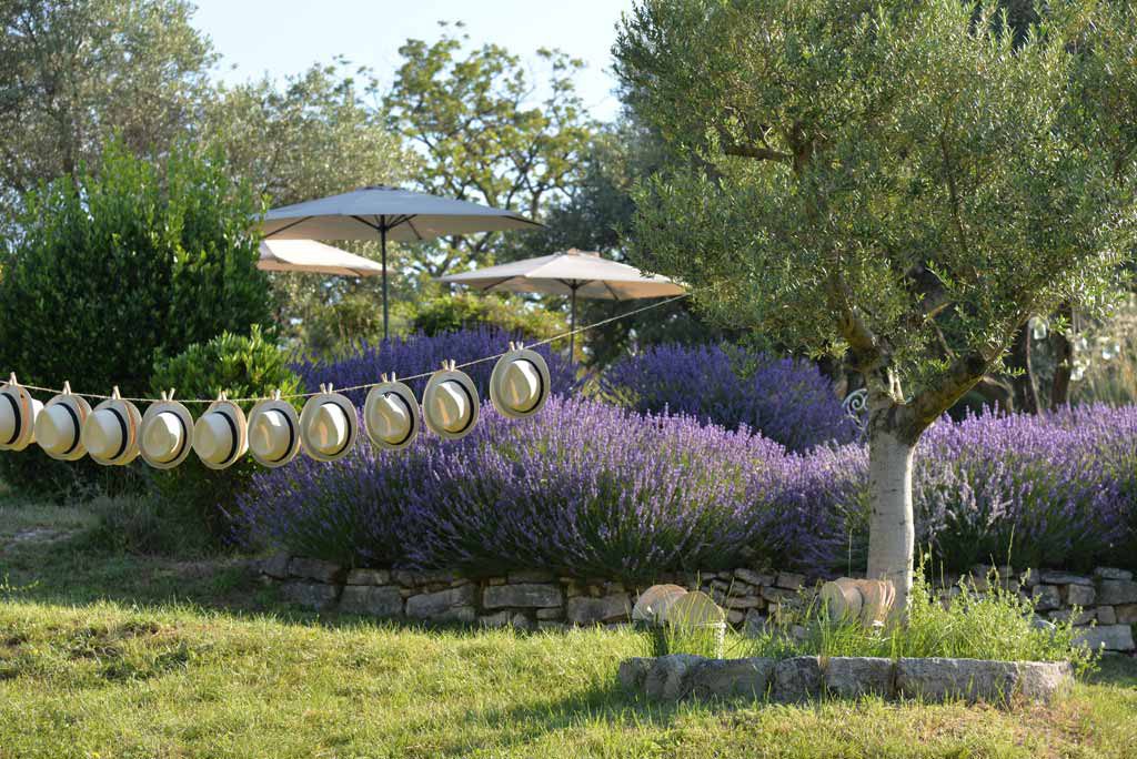 Lavender and olive trees in the Domaine's garden